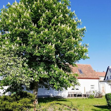 Ferienwohnung Lodig Gross Sarchen Eksteriør bilde